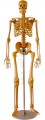 Human Manikins ECS18105